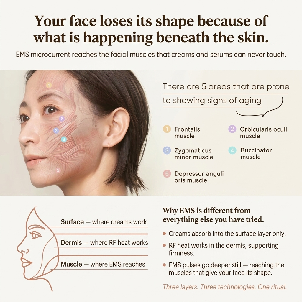 ANLAN Firm, Sculpt & Glow Facial Ritual